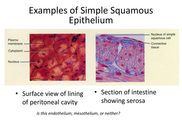 Ppt Simple Squamous Epithelium Powerpoint Presentation Id258513