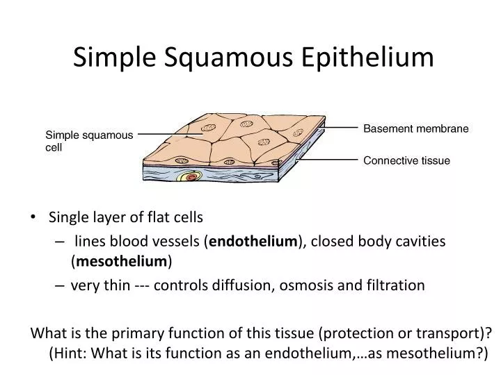 PPT Simple Squamous Epithelium PowerPoint Presentation, free download