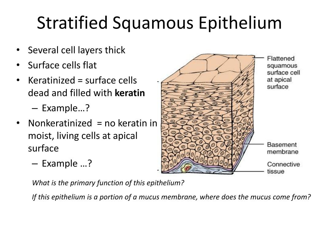 Flatter means. Stratified squamous nonkeratinized epithelium. Simple squamous epithelium. Multilayer epithelium.