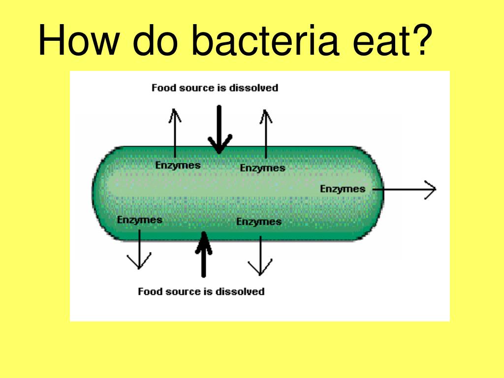 anaerobic bacteria shapes