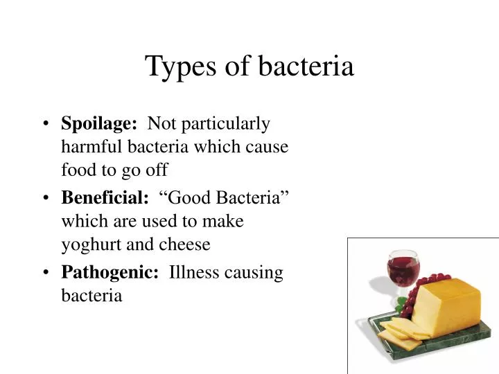 types of bacteria n.