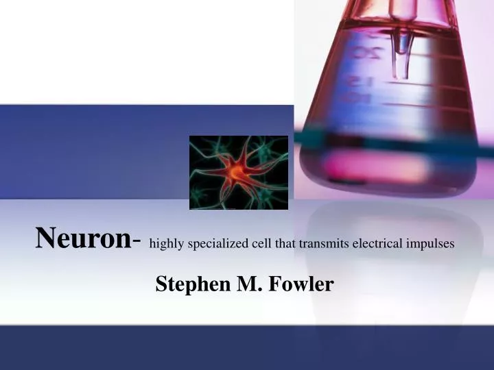 neuron highly specialized cell that transmits electrical impulses n.