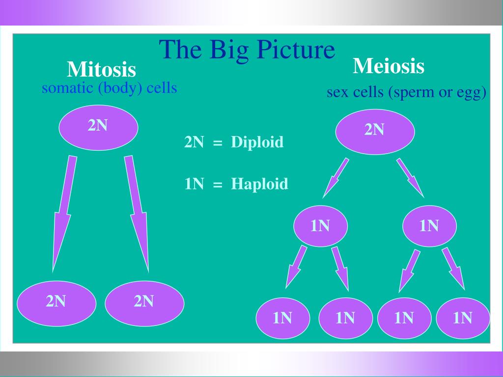 Diploid to Haploid PowerPoint Presentation, free download Biology Diagrams