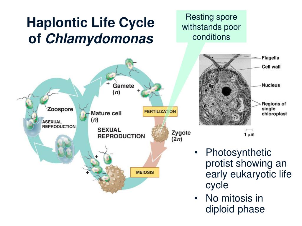 Chlamydomonas Life Cycle 4730