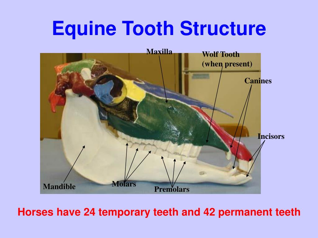 PPT Horse Aging Using Teeth Agricultural Education Curriculum