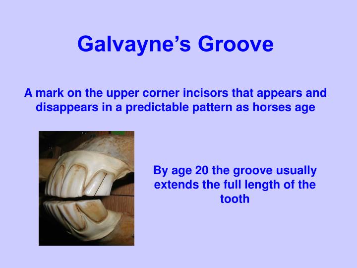 PPT Horse Aging Using Teeth Agricultural Education Curriculum