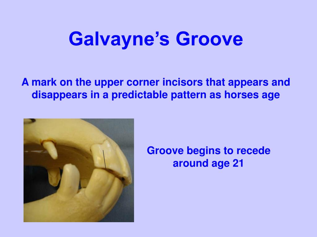 Galvayne's Groove Real Horse Teeth Age Chart