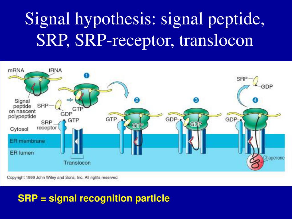 signal hypothesis steps