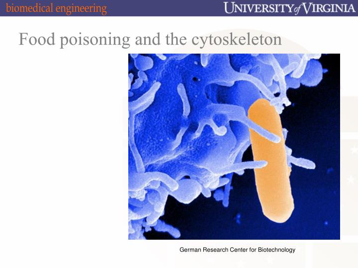 food poisoning and the cytoskeleton n.