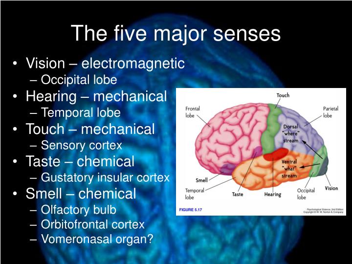 PPT - Brain Structure and Function PowerPoint Presentation - ID:262127