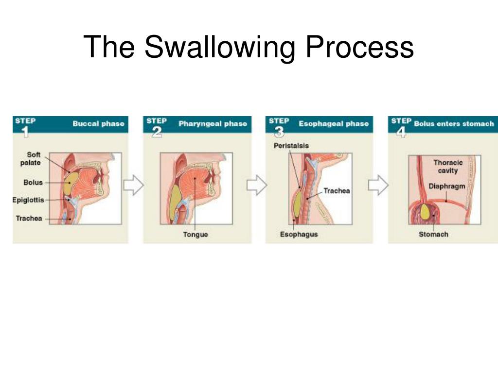 PPT Chapter 23 PowerPoint Presentation Free Download ID 262415