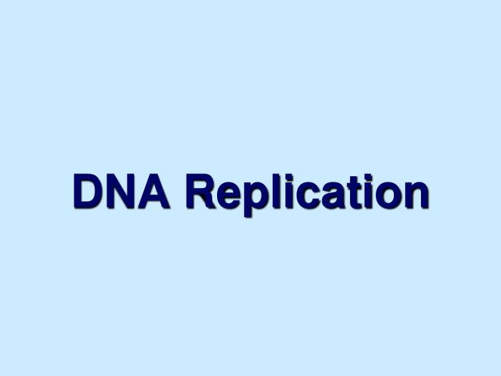 dna replication n.