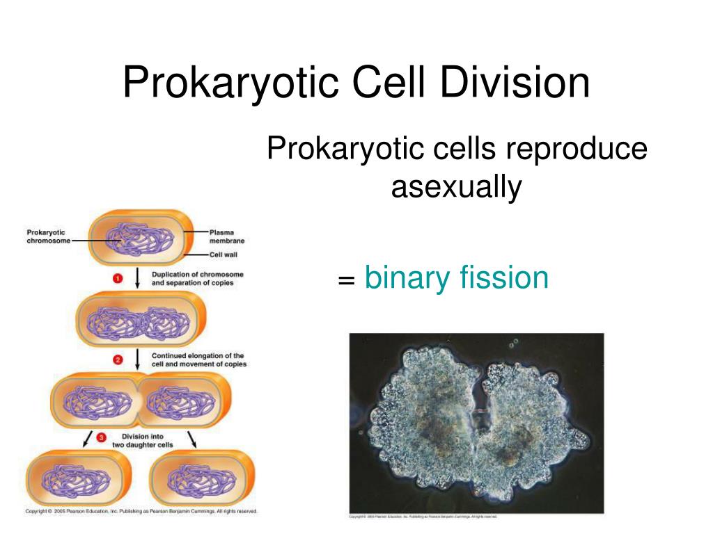 How Do Prokaryotic Cells Reproduce