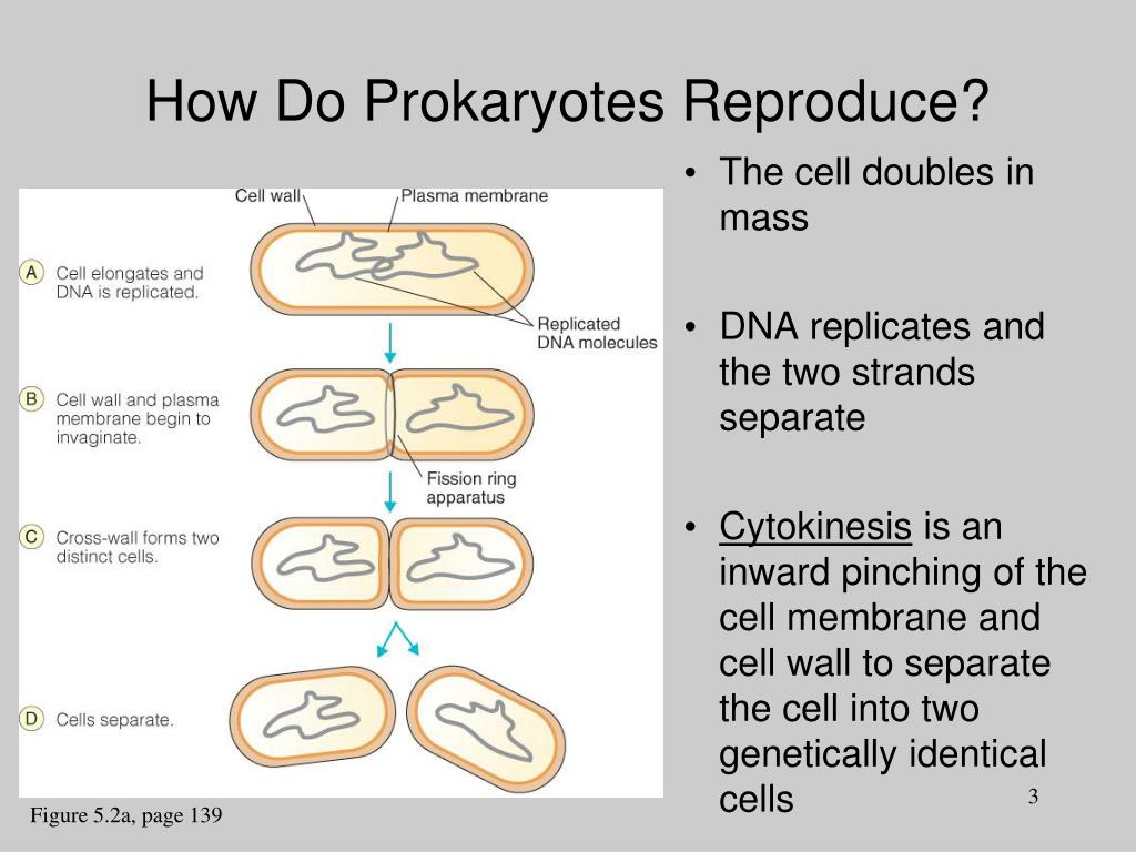 prokaryotic reproduction