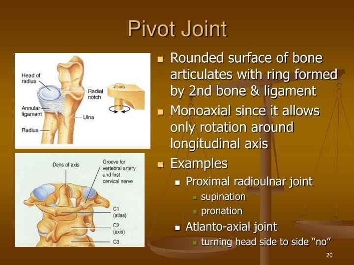 PPT Chapter 9 Joints PowerPoint Presentation ID 266616 pivot-joint-mammoth-memory-definition-remember-meaning