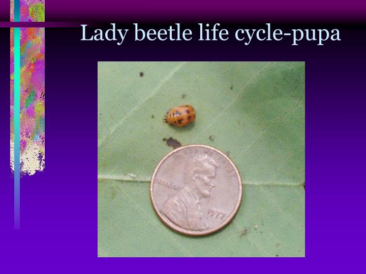 PPT - Multicolored Asian Lady beetles Prepared by: Jim Jasinski ...