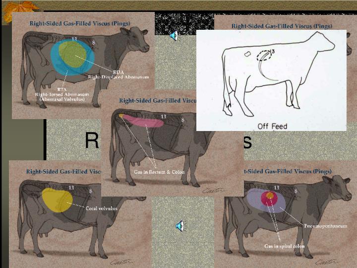 PPT - Abomasum PowerPoint Presentation - ID:267403