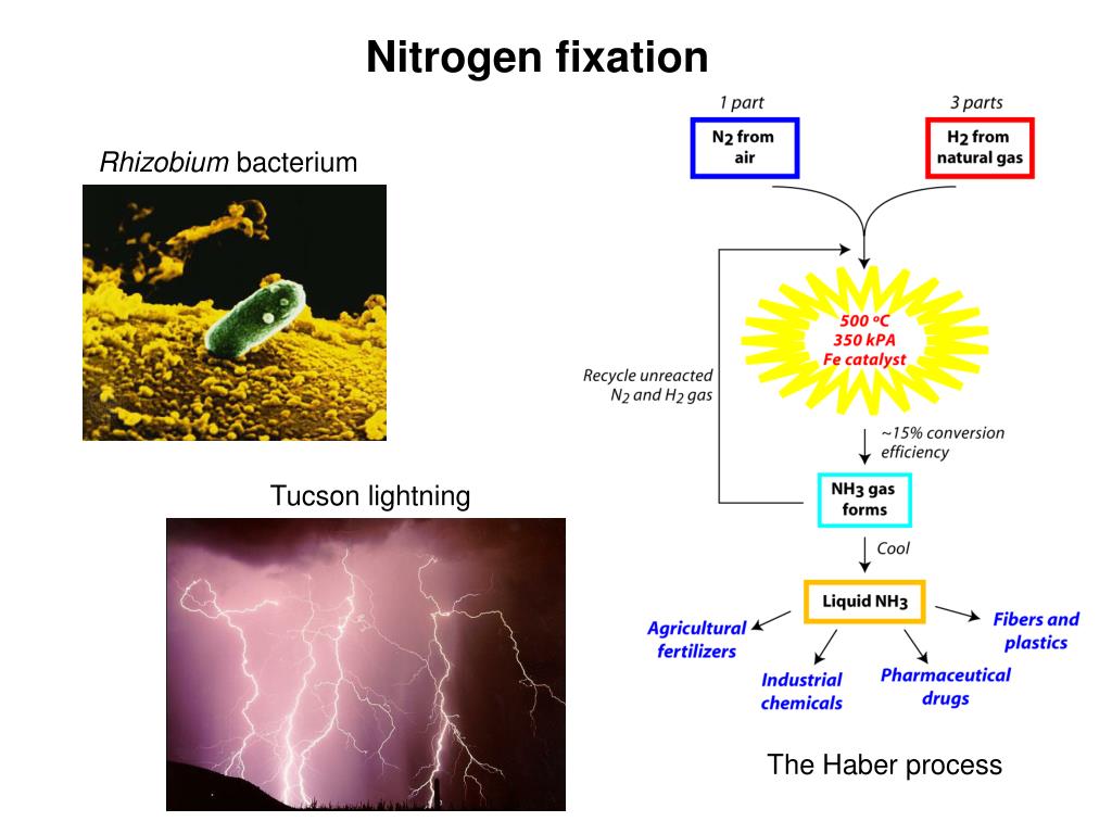 PPT Amino Acid Metabolism 1 Nitrogen fixation and assimilation