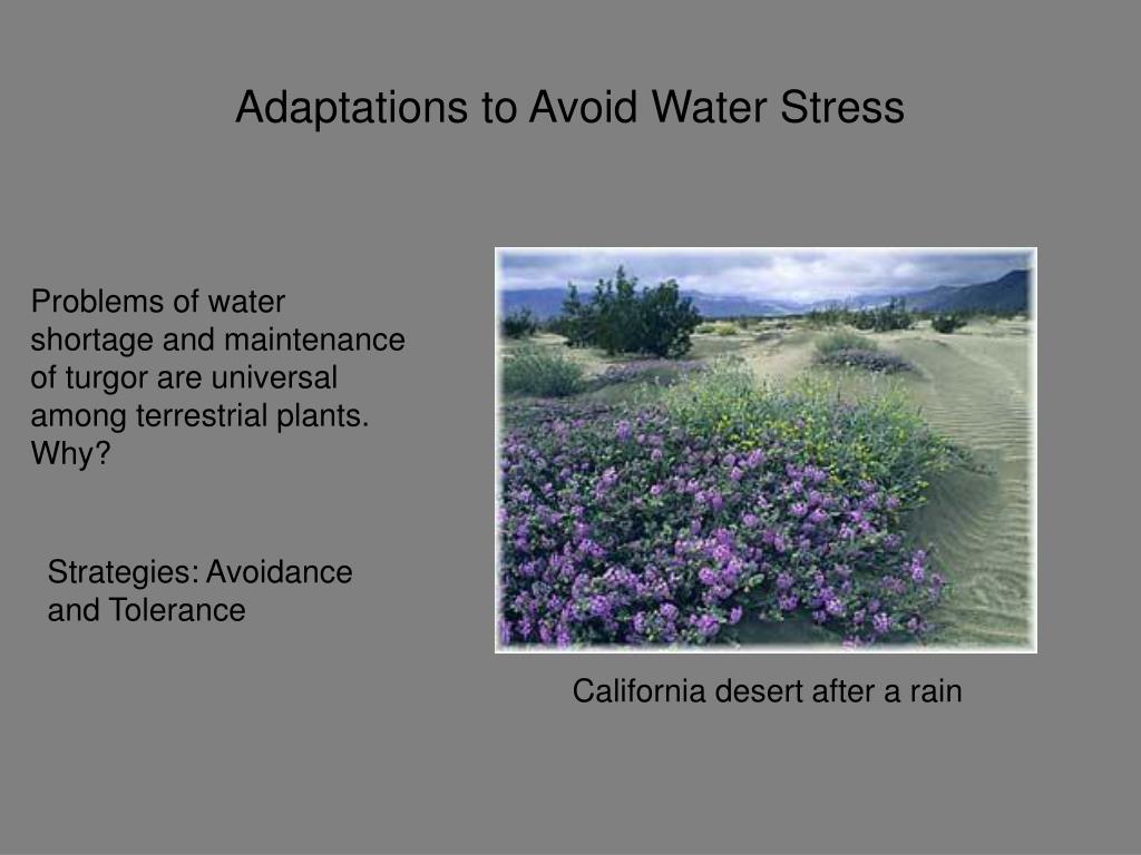 PPT Plant Water Stress What is it? PowerPoint Presentation, free