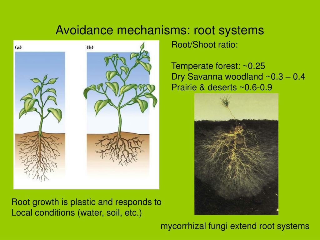 PPT Plant Water Stress What is it? PowerPoint Presentation, free