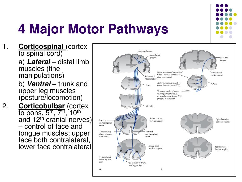 The Motor System and Its Disorders PowerPoint Presentation Biology Diagrams
