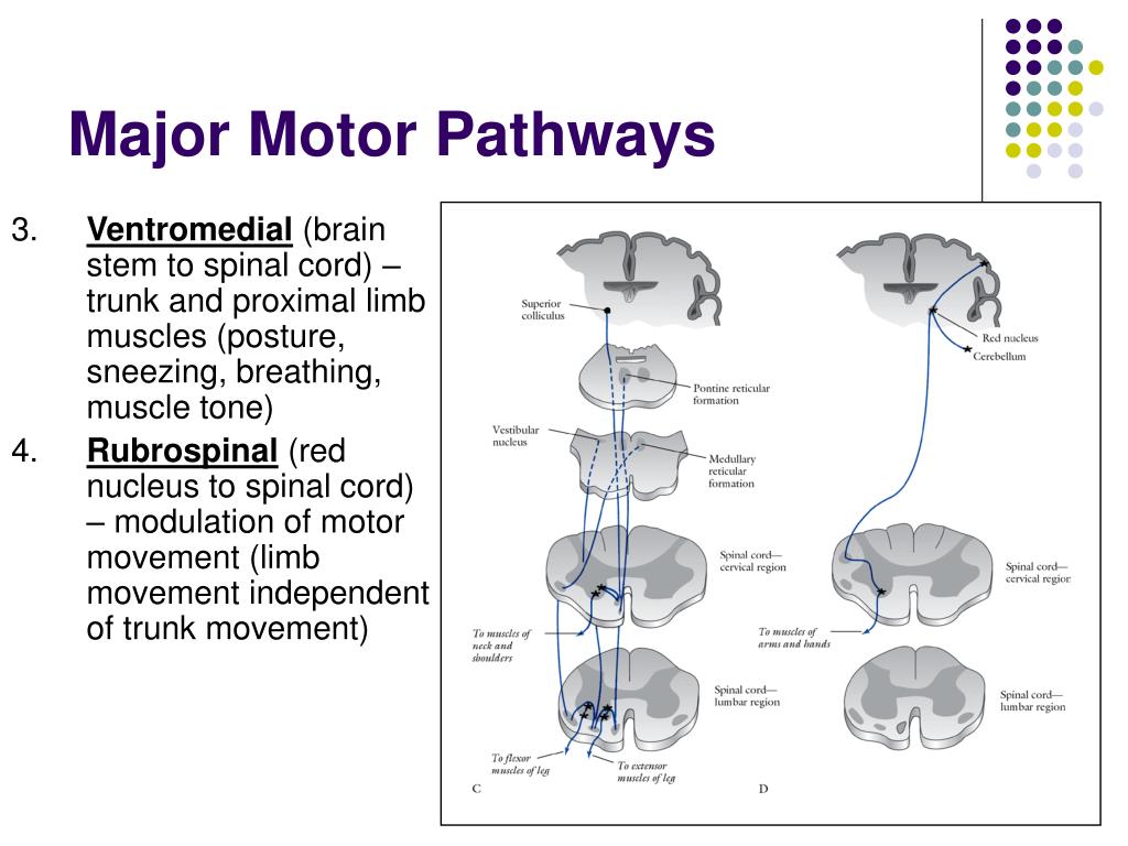 The Motor System and Its Disorders PowerPoint Presentation Biology Diagrams