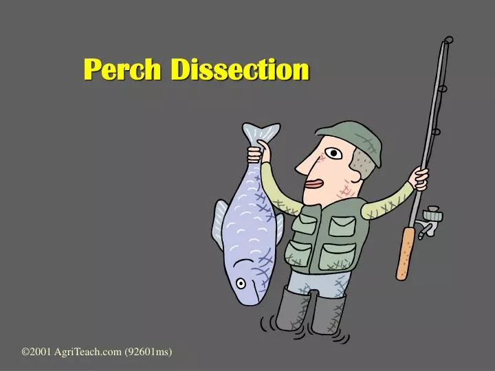 perch dissection n.