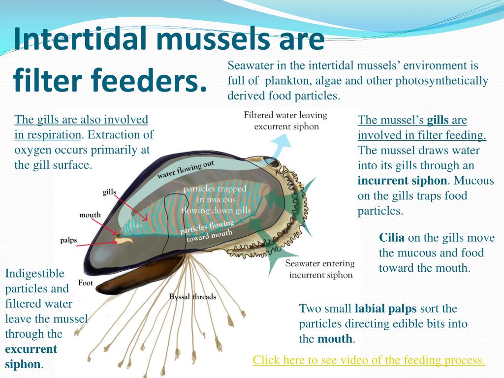 Marine Mussel Lab PowerPoint Presentation Biology Diagrams