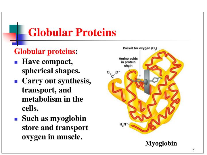 PPT Chapter 20 Amino Acids and Proteins PowerPoint Presentation ID