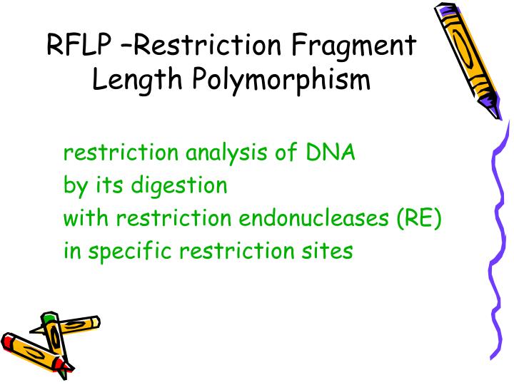 rflp restriction fragment length polymorphism animation