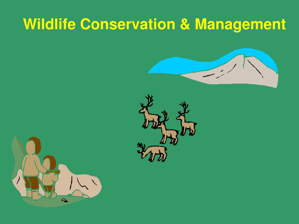 Wildlife conservation. Wildlife Conservation topic. Wildlife Conservation для 8 классов. Wildlife-Conservation techniques. Wildlife Management.