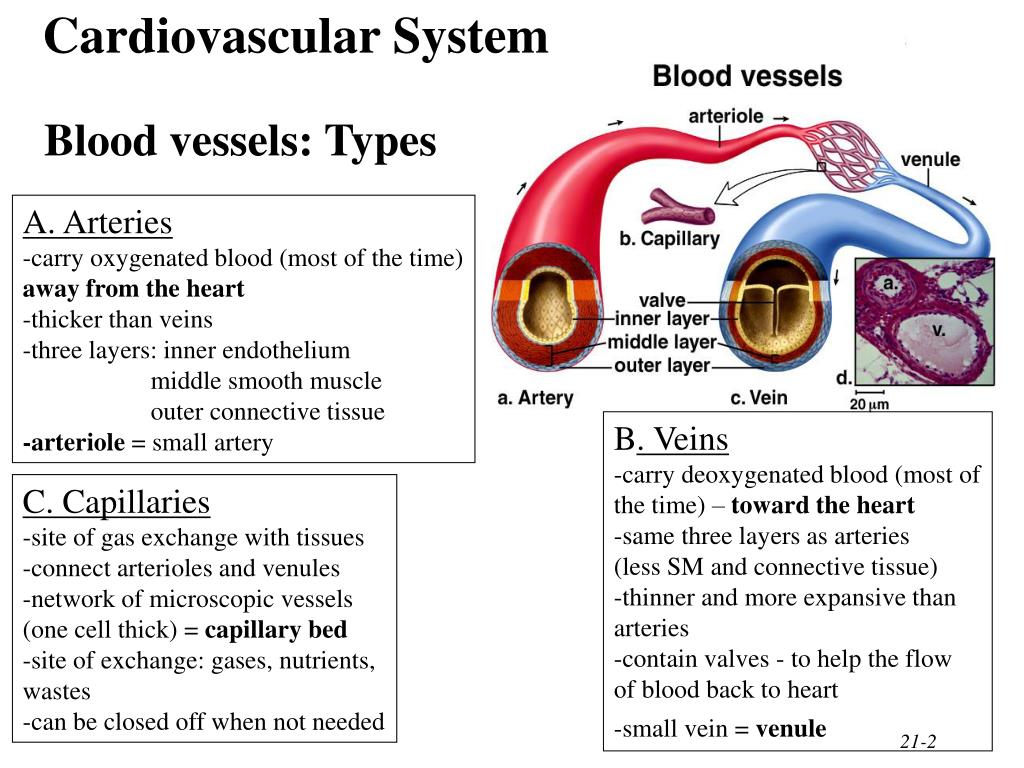What Is The Difference Between Valves And Arteries at Wanda Katie blog