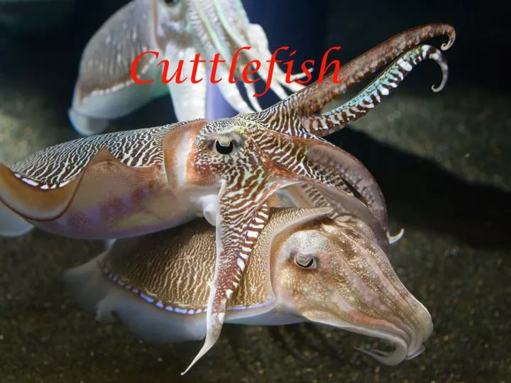 cuttlefish n.