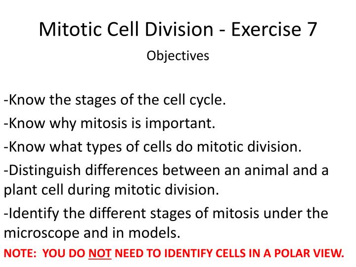 mitotic cell division exercise 7 n.