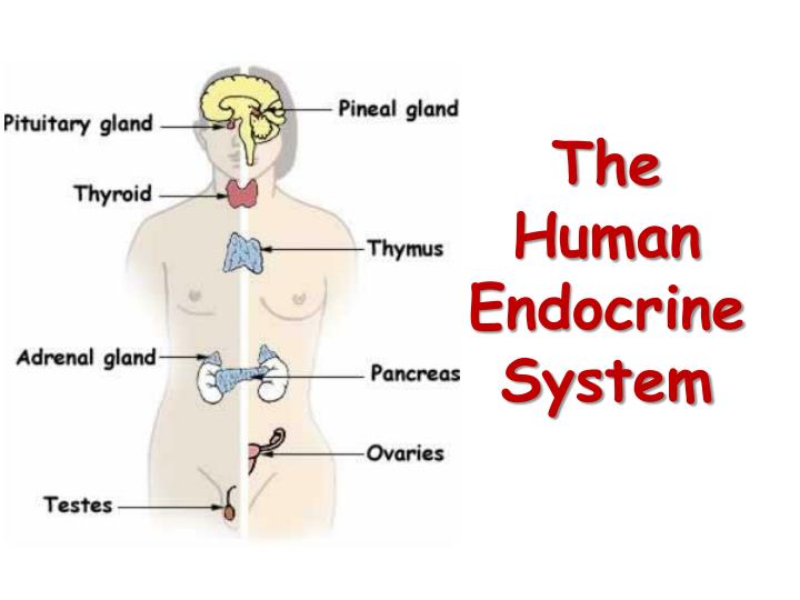 the human endocrine system n.