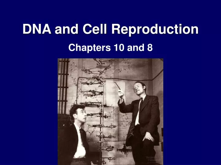 dna and cell reproduction n.