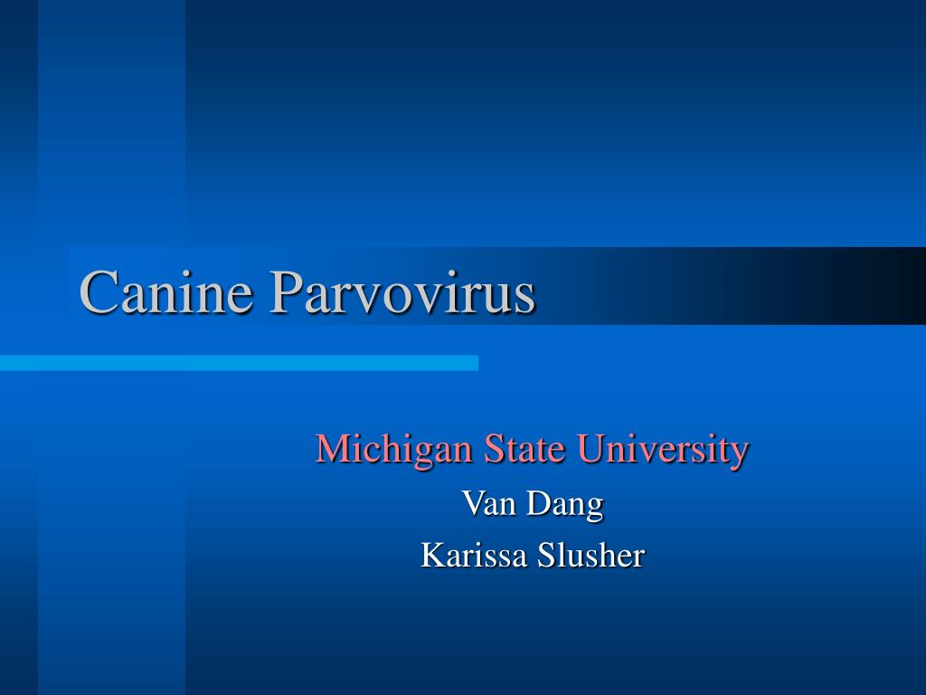 PPT - Canine Parvovirus PowerPoint 