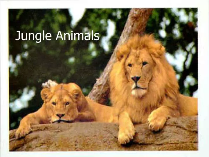 PPT - Jungle Animals PowerPoint Presentation, free download - ID:2734