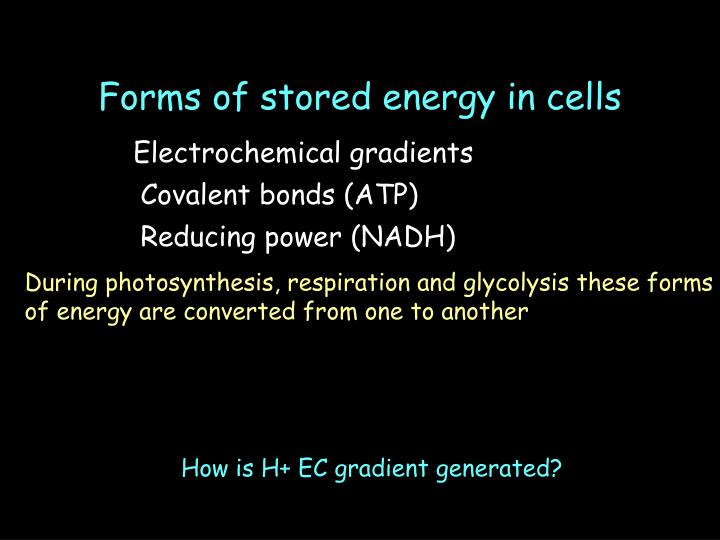 forms of stored energy in cells n.