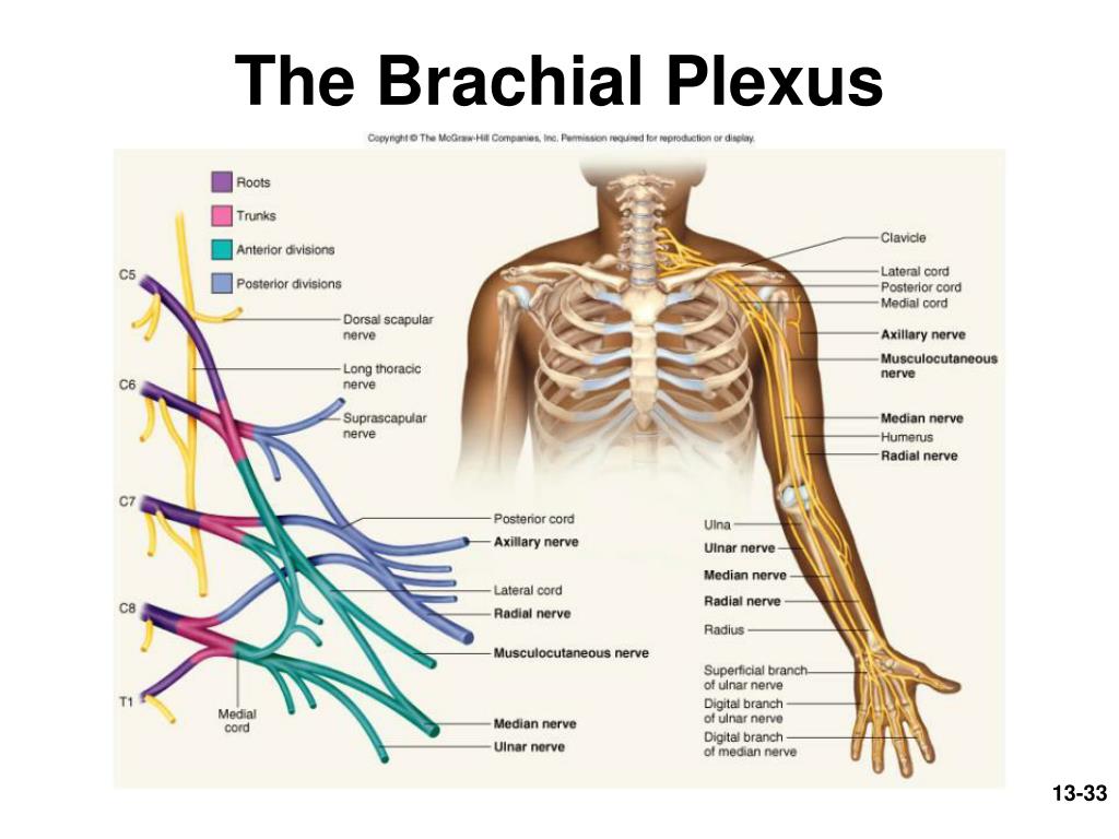 Ppt All About The Spinal Chord Powerpoint Presentation Free Download Id274769 3495