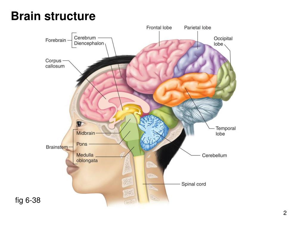 Brain structure. Reticular formation of brainstem. Reticular formation in brainstem. Physiology of the Sensory Systems. Medullary reticular formation.