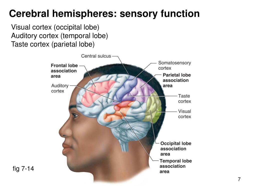 Ассоциативные доли мозга. Сенсорные зоны головного мозга. Сенсорные зоны коры. Сенсорные зоны коры мозга.