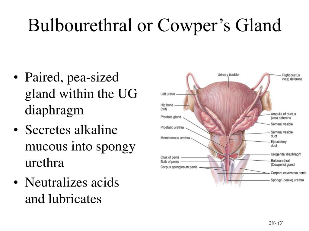 PPT - Chapter 28 The Reproductive Systems PowerPoint Presentation, free