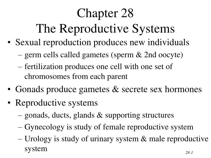 chapter 28 the reproductive systems n.