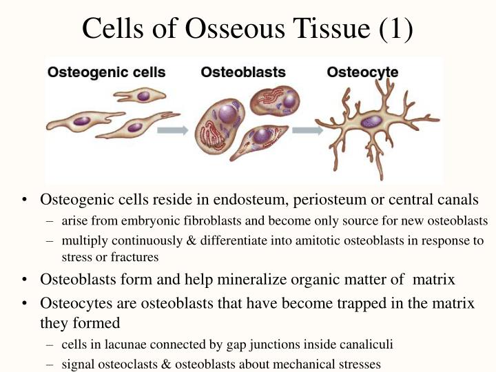 PPT - Chapter 7 Bone Tissue PowerPoint Presentation - ID:276208