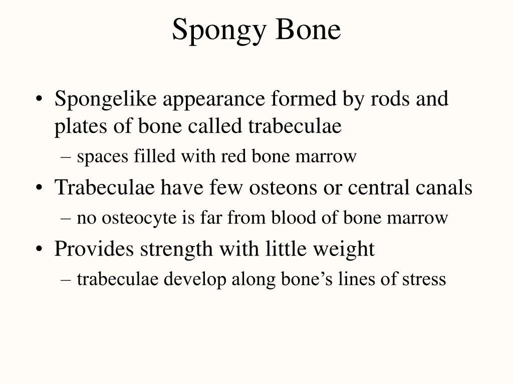 PPT - Chapter 7 Bone Tissue PowerPoint Presentation, free download - ID