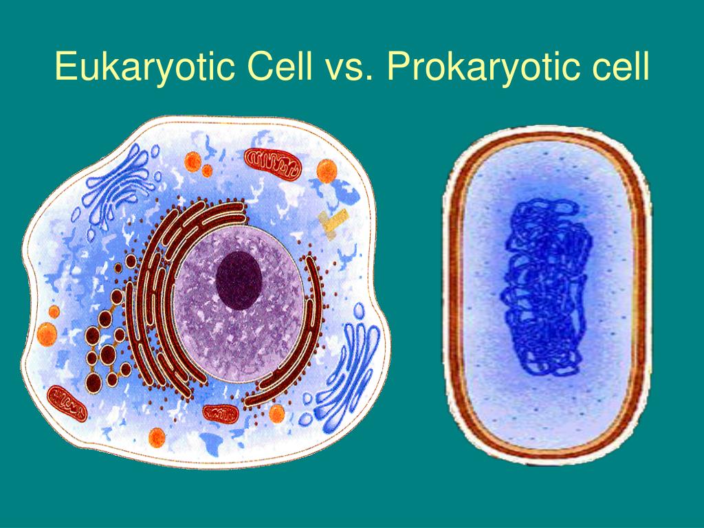 PPT - CHAPTER 7: CELL STRUCTURE AND FUNCTION PowerPoint Presentation