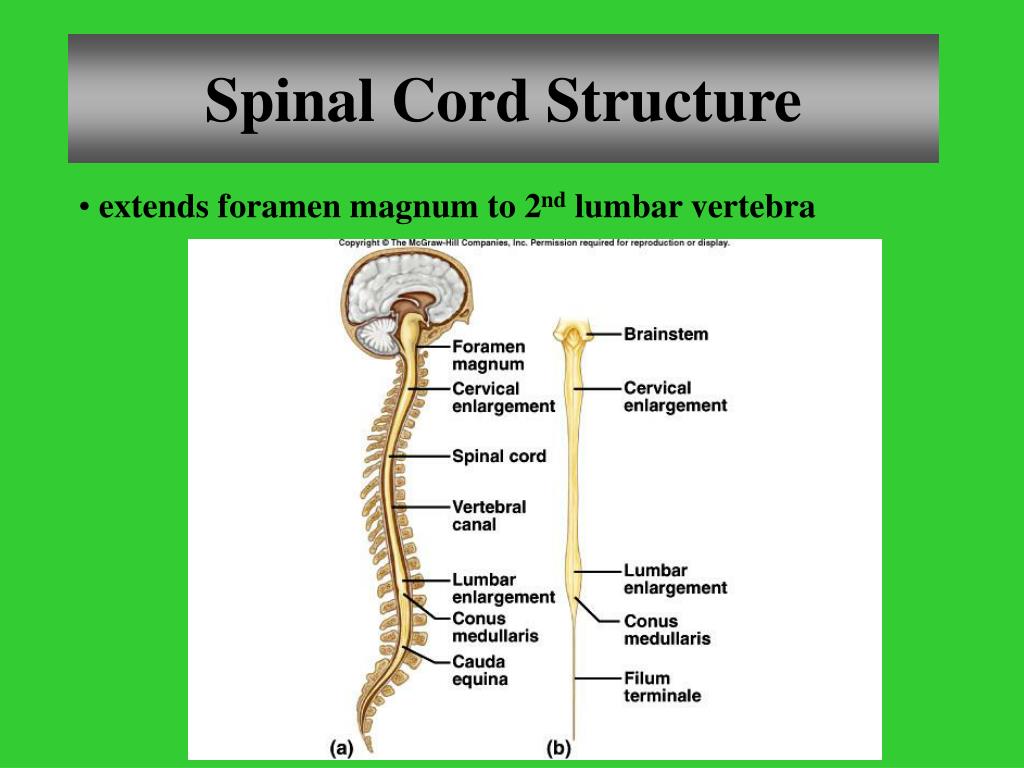 Спинной и головной мозг тест 8 класс. Spinal Cord structure. Головной и спинной мозг. Спинной мозг у змей. Спинной мозг хеликобактер.