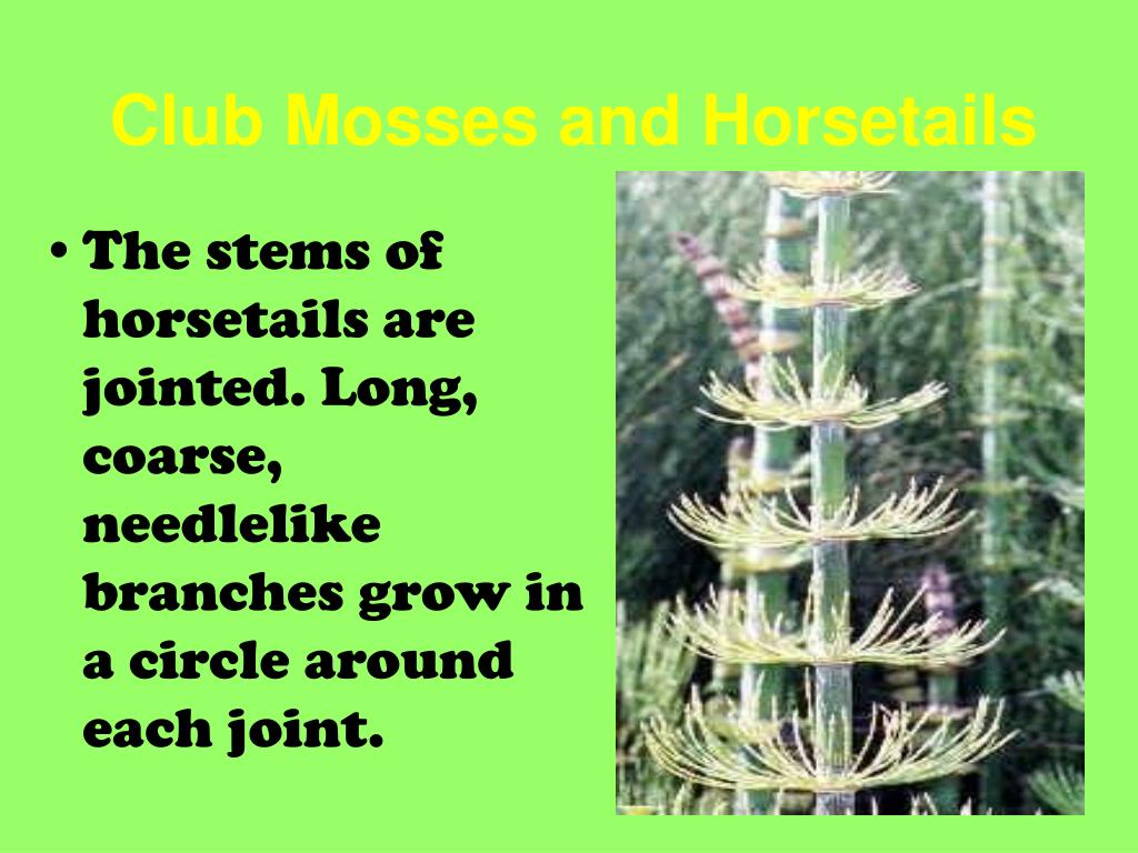 free download club moss free download club moss