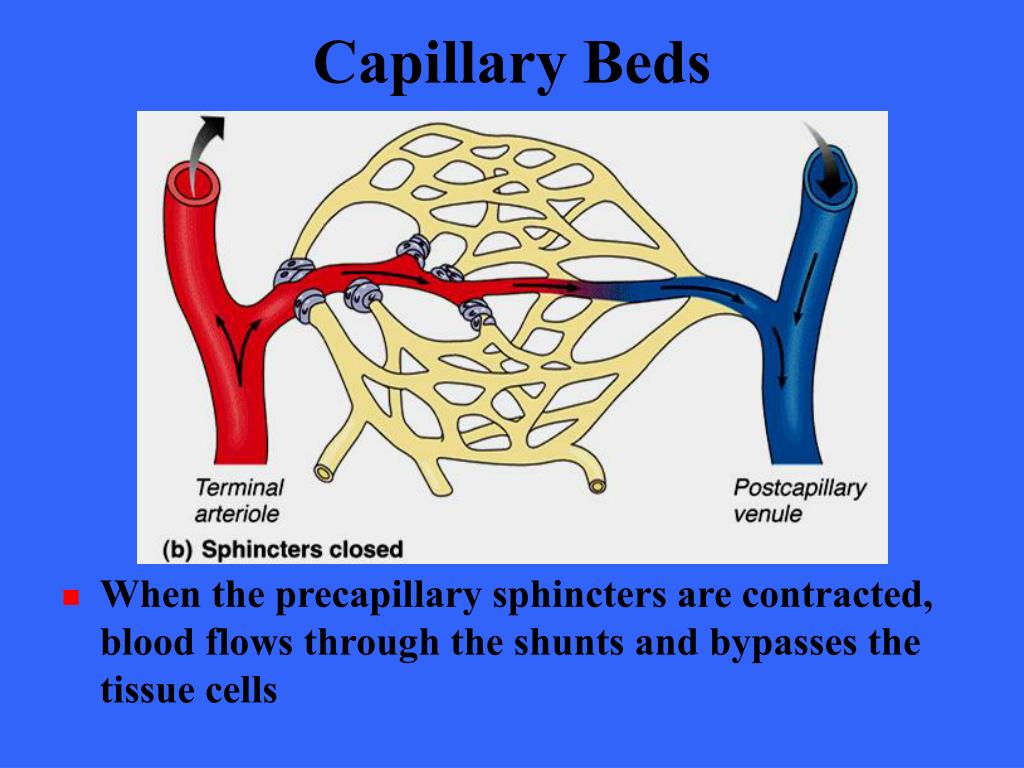 Капеляр. Capillary Beds. Capillary Vessels. Fenestrated capillary.